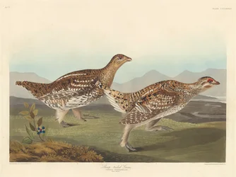 Stekelstaarthoen, 1837
